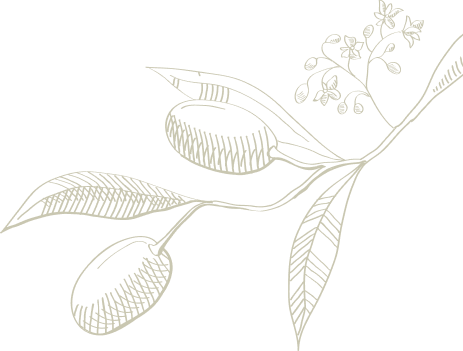 Olive design